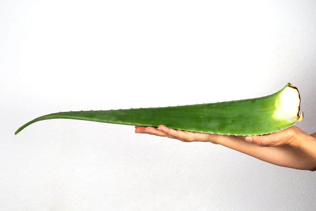 de l'aloe vera pour les cheveux