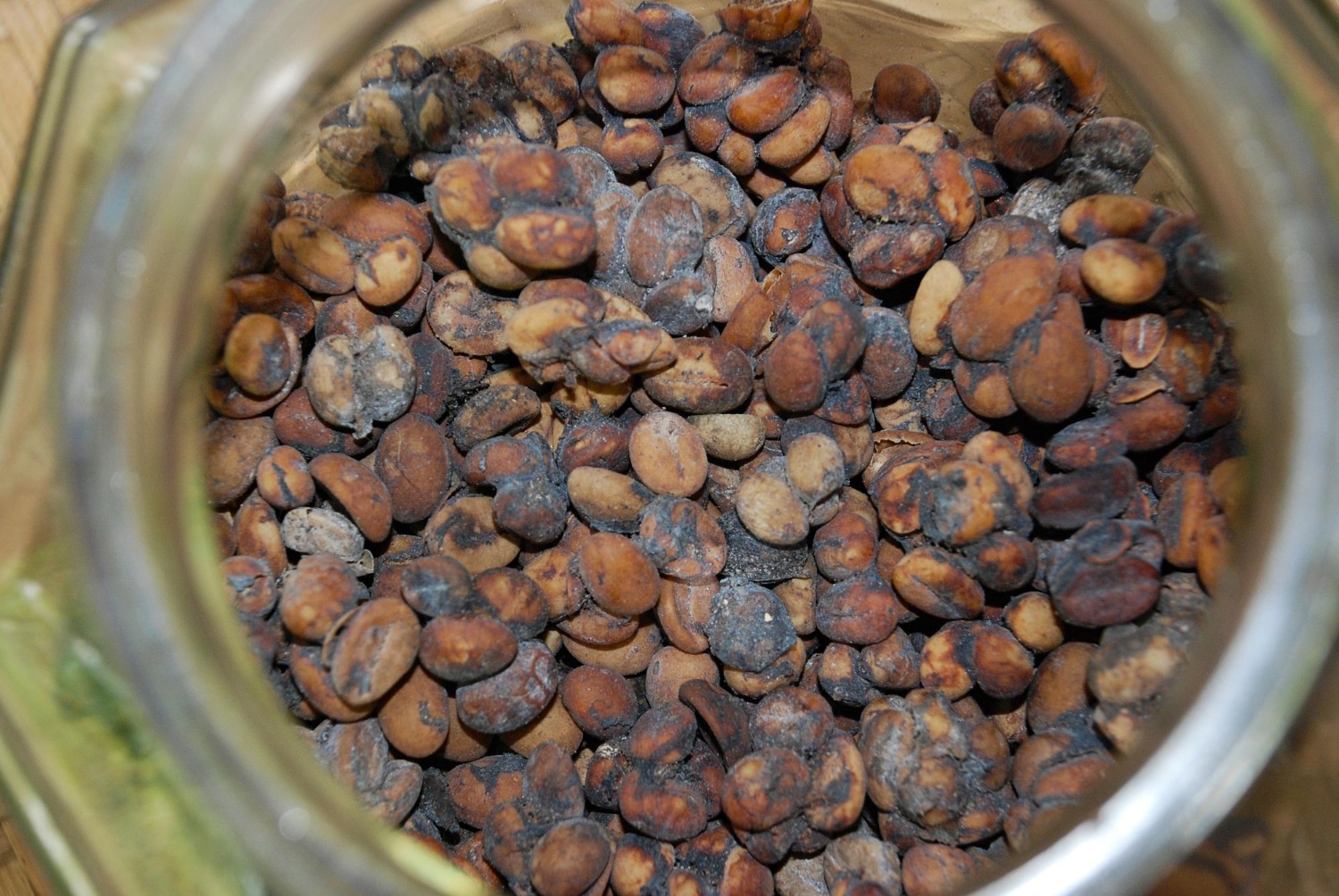 kopi luwak