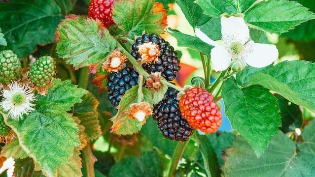 Raspberry Ketone