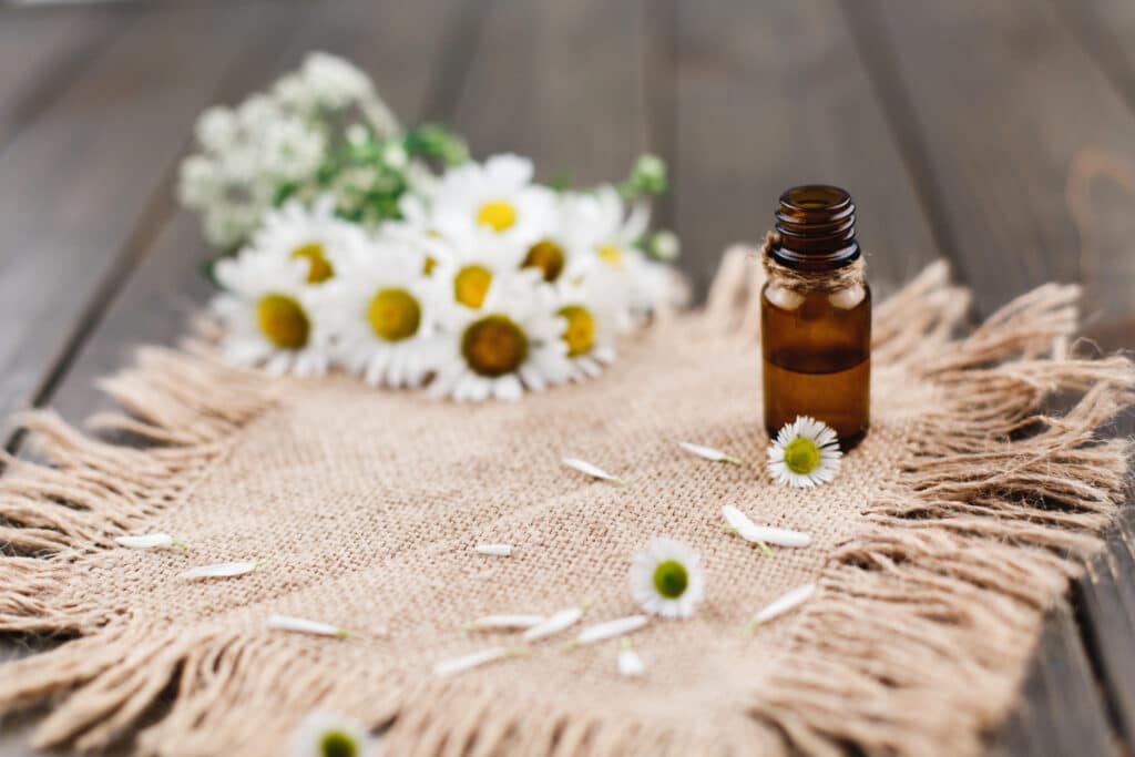 la phytothérapie minceur avec le pissenlit