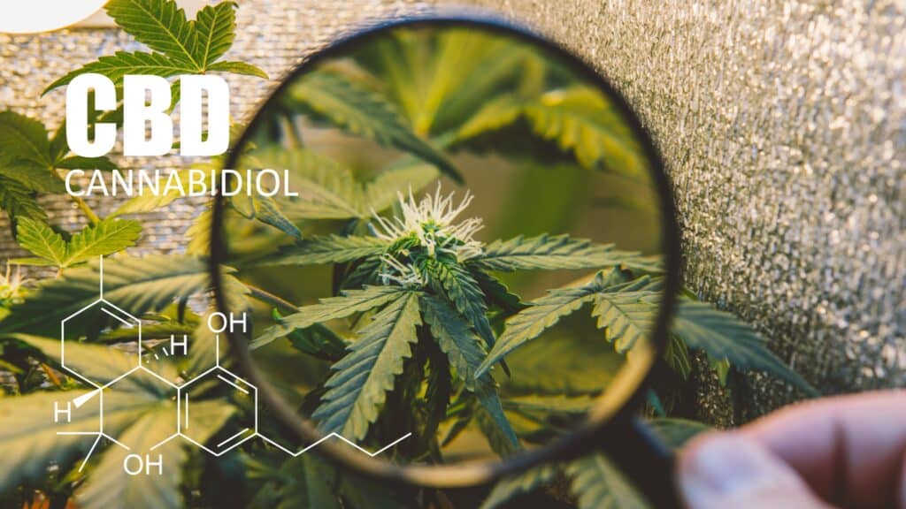 thcp et cbd les différences notables