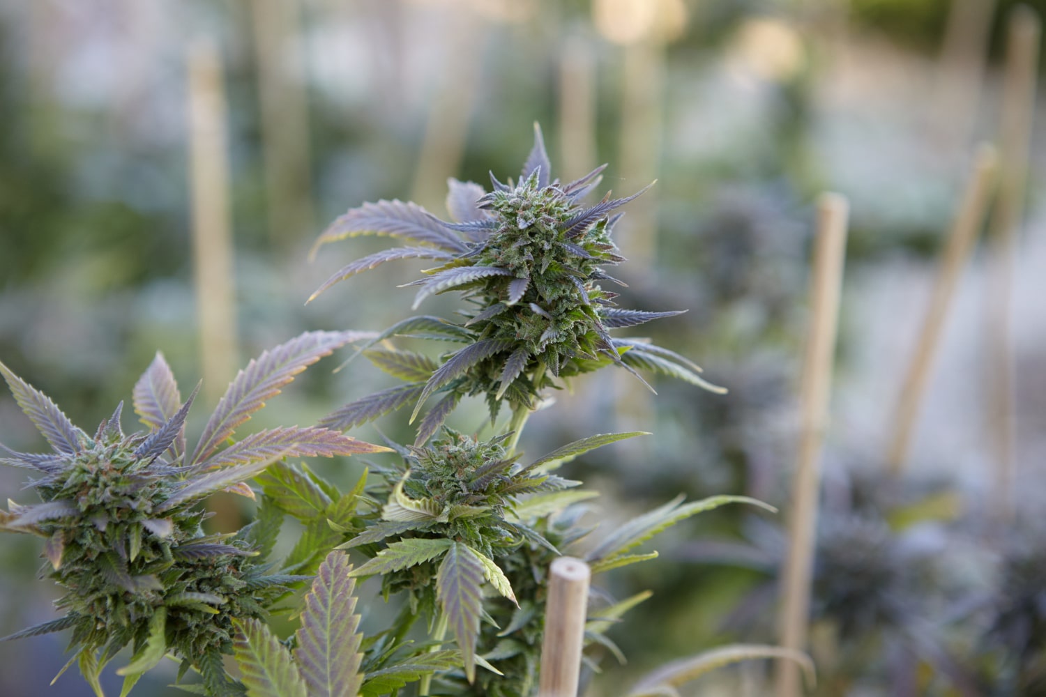 fleur de cbd