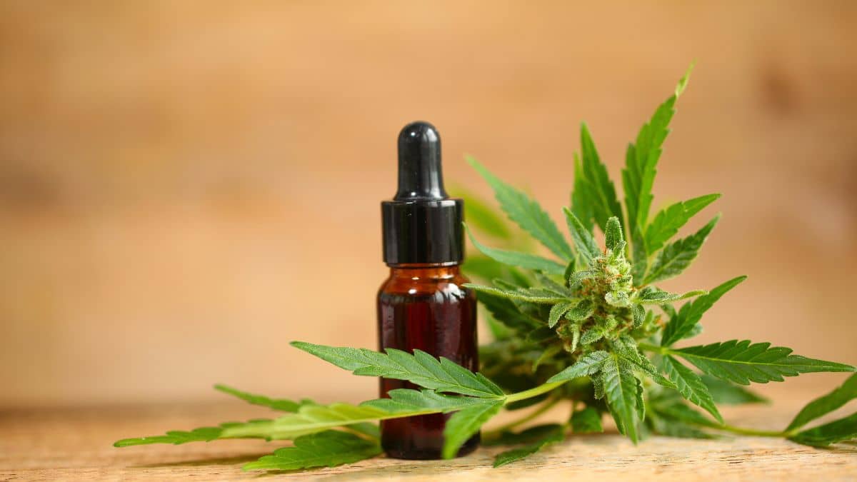 cbd feuille